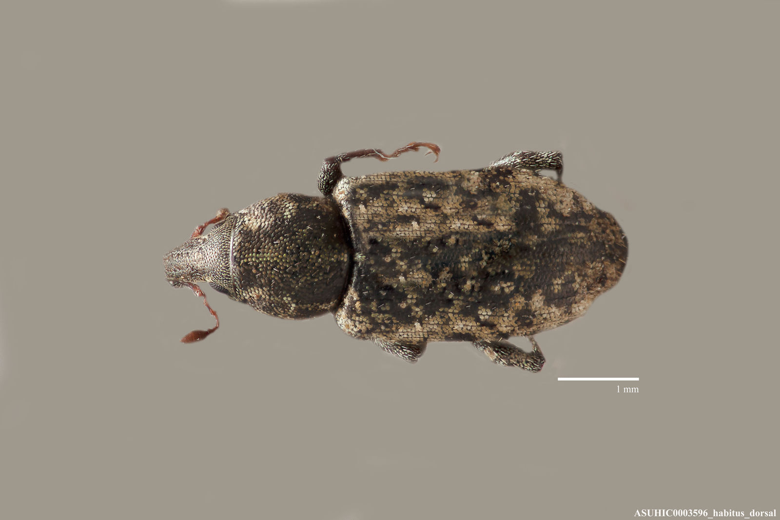 Listronotus teretirostris image