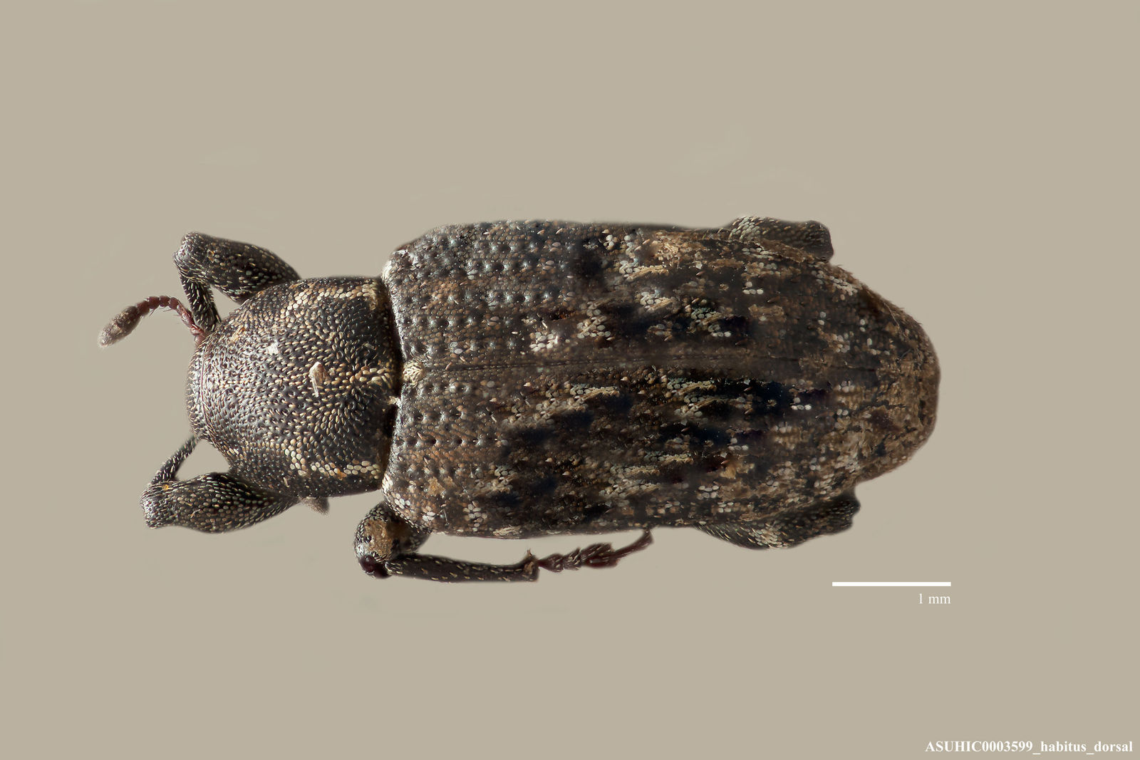 Listronotus turbatus image