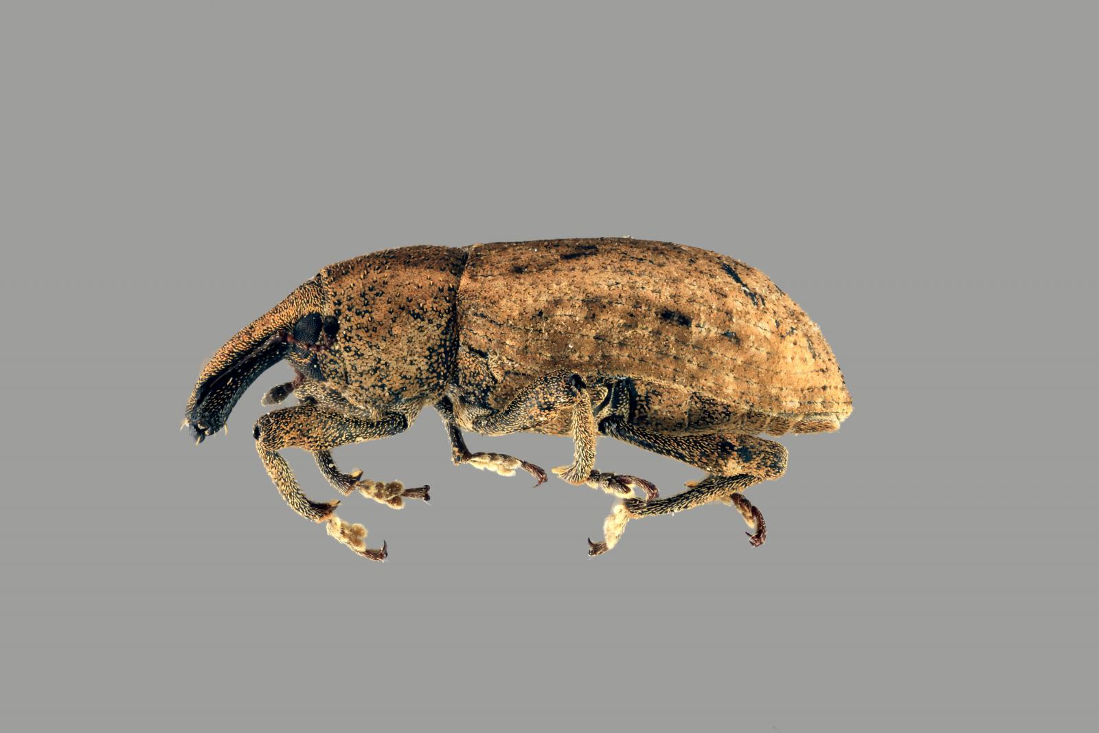 Listronotus neocallosus image