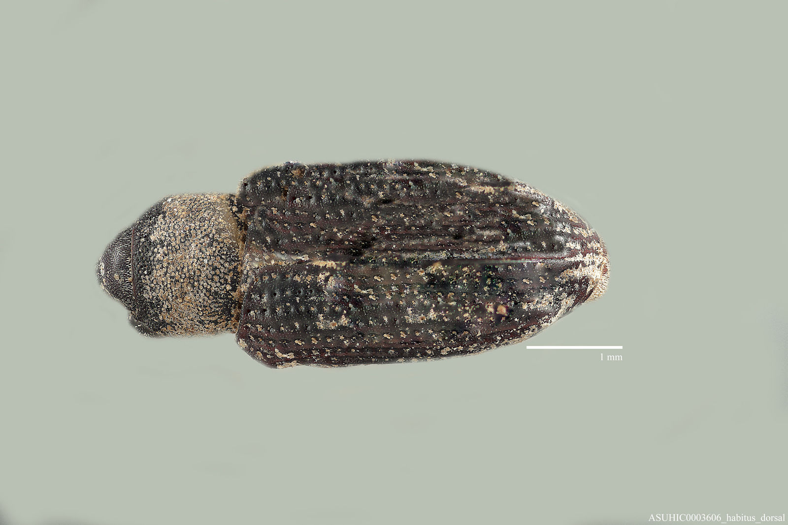 Listronotus scapularis image