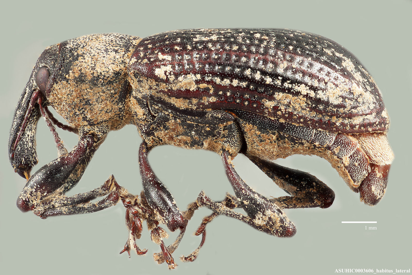 Listronotus scapularis image