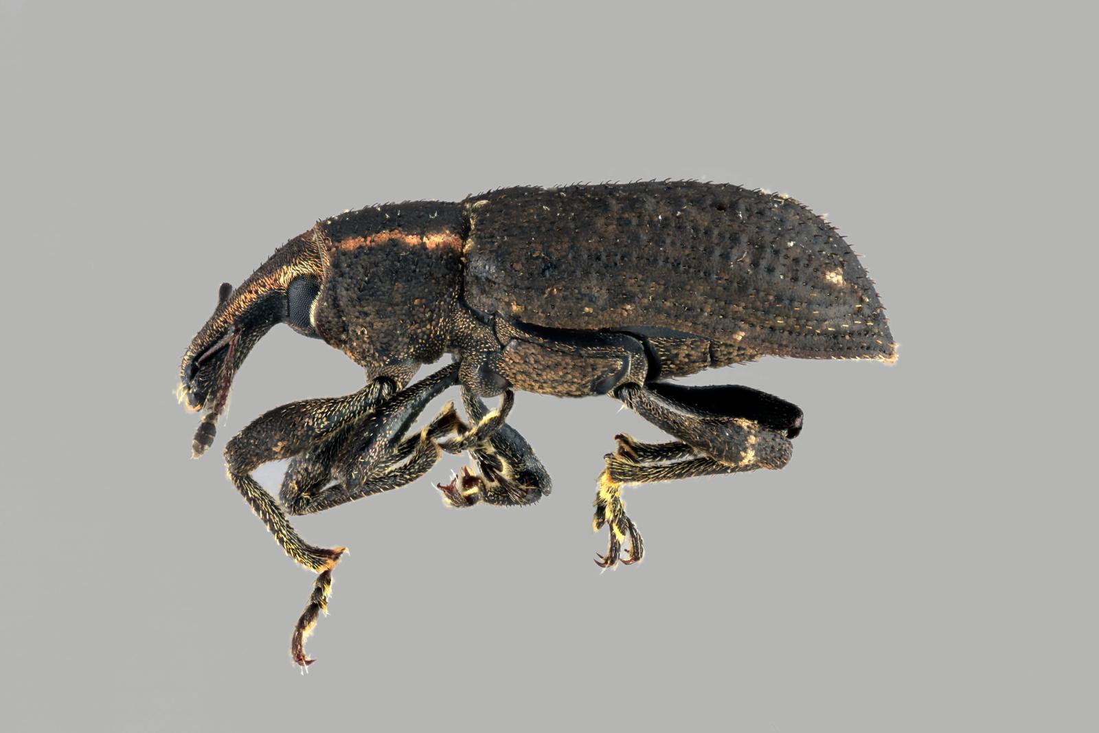 Listronotus squamiger image