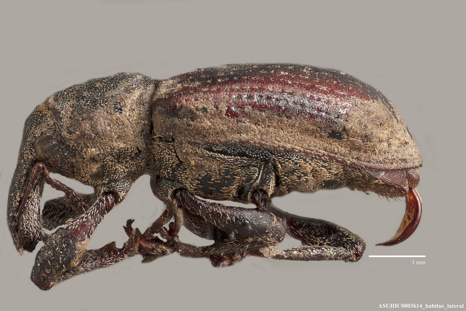 Listronotus rubtzoffi image
