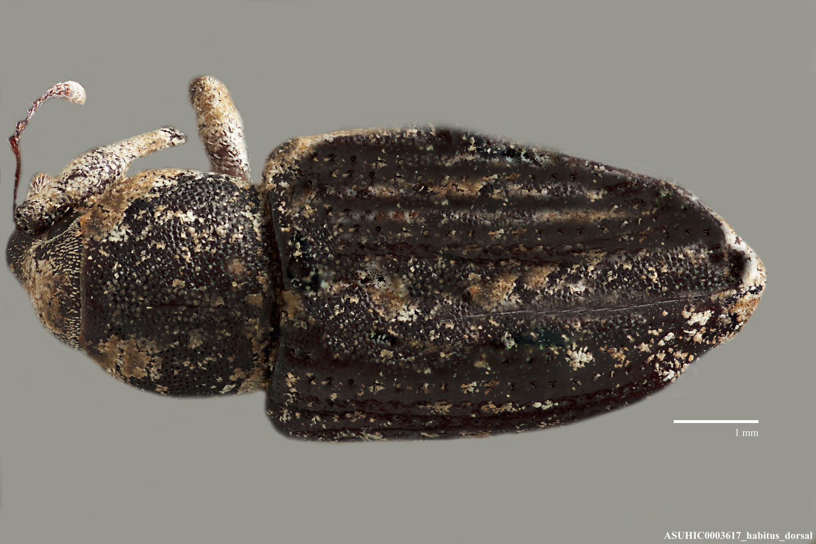 Listronotus salicorniae image