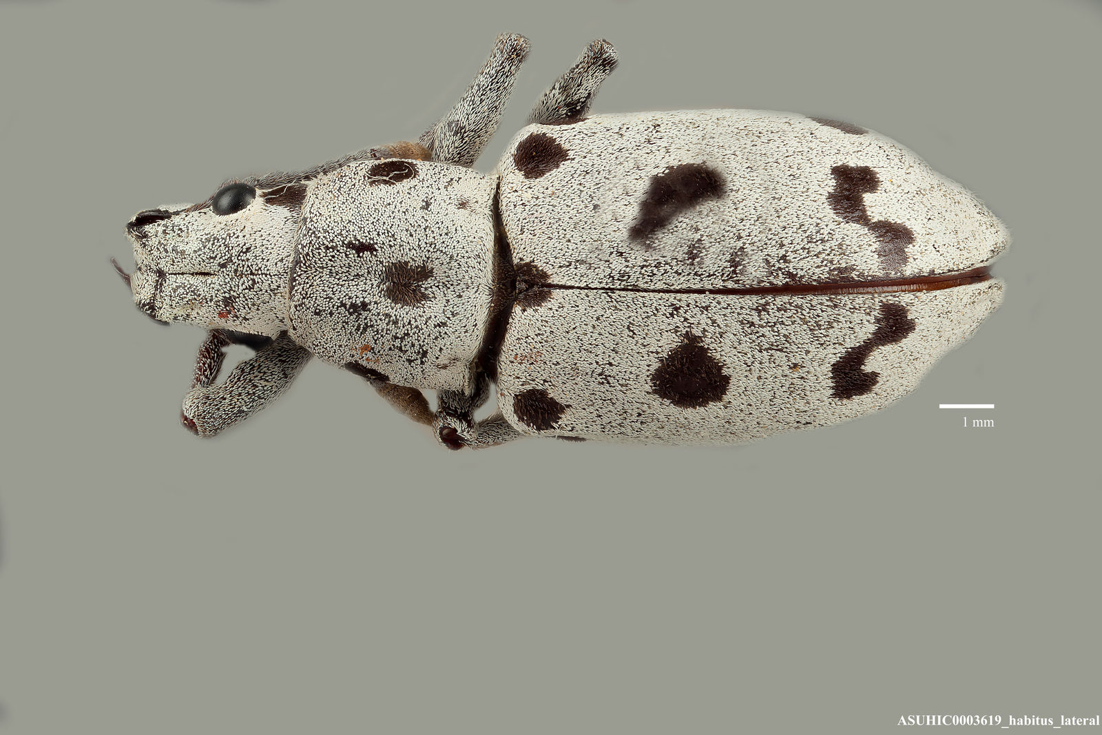 Ericydeus modestus image