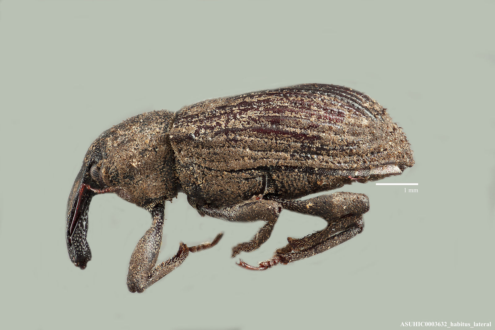 Listronotus setosus image