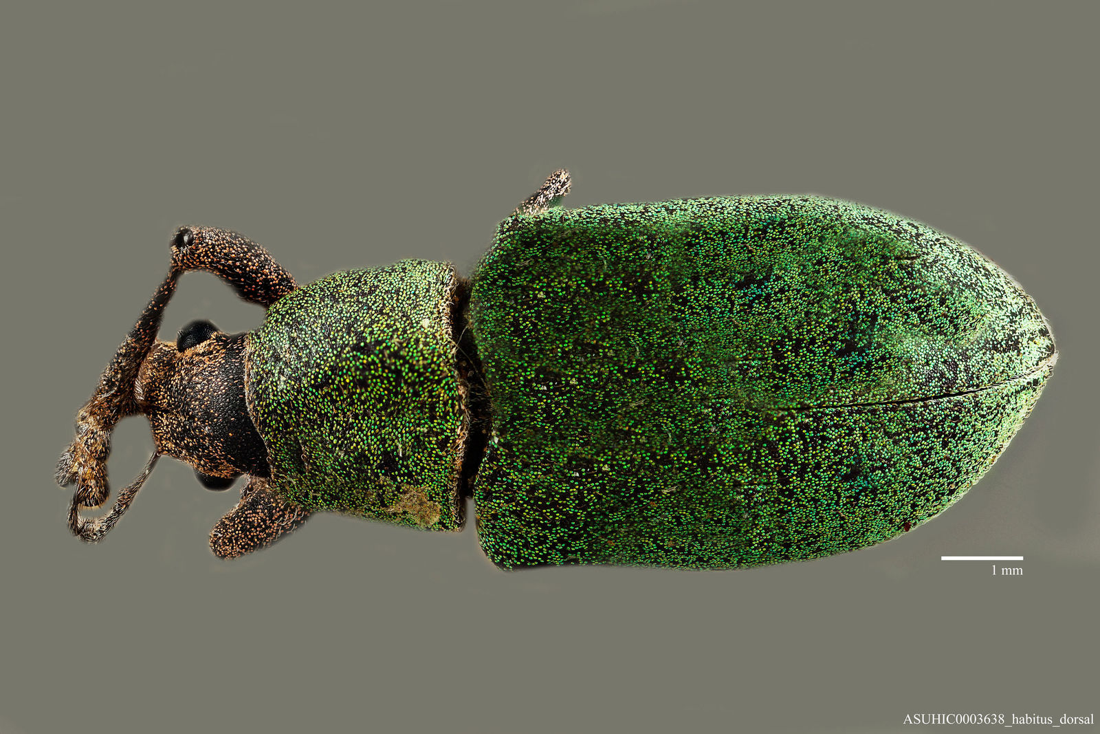 Ericydeus roseiventris image