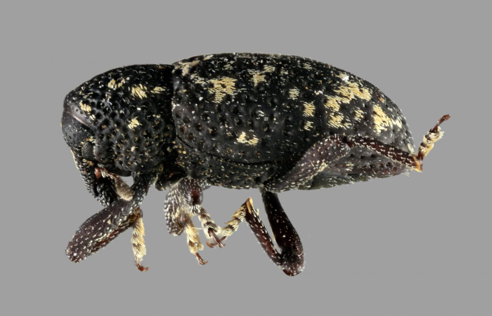 Tyloderma pseudofoveolatum image