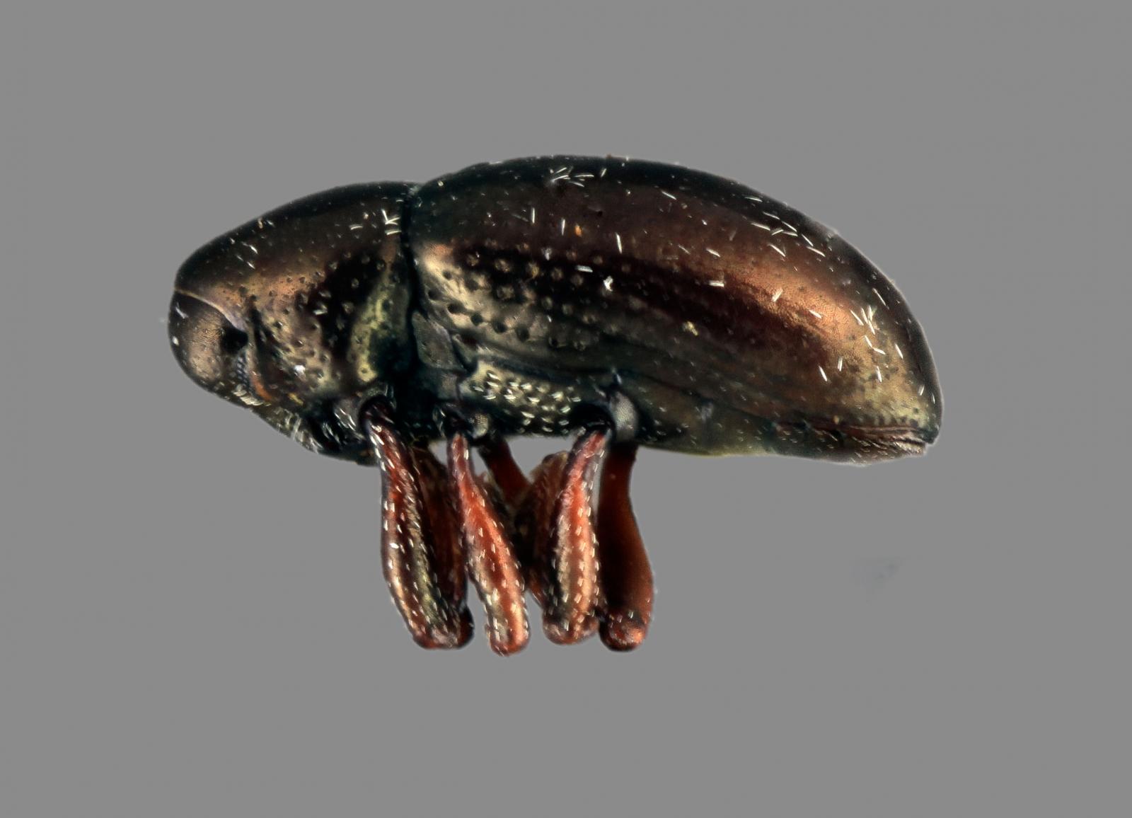 Tyloderma subpubescens image