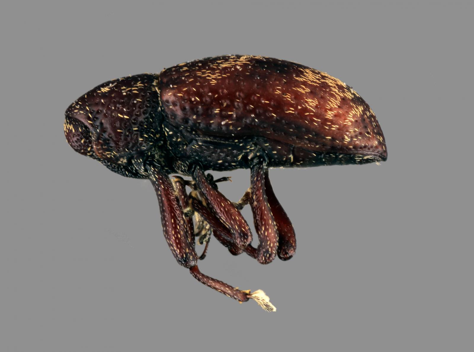 Tyloderma sphaerocarpae image