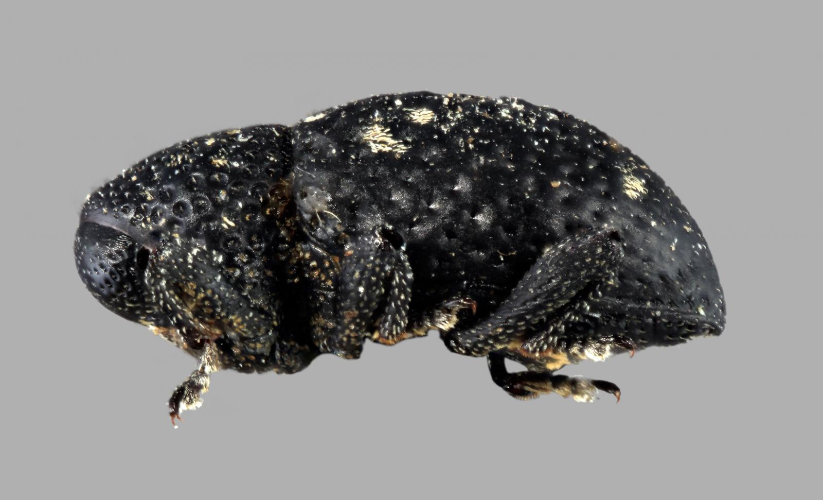 Tyloderma neomorbillosum image