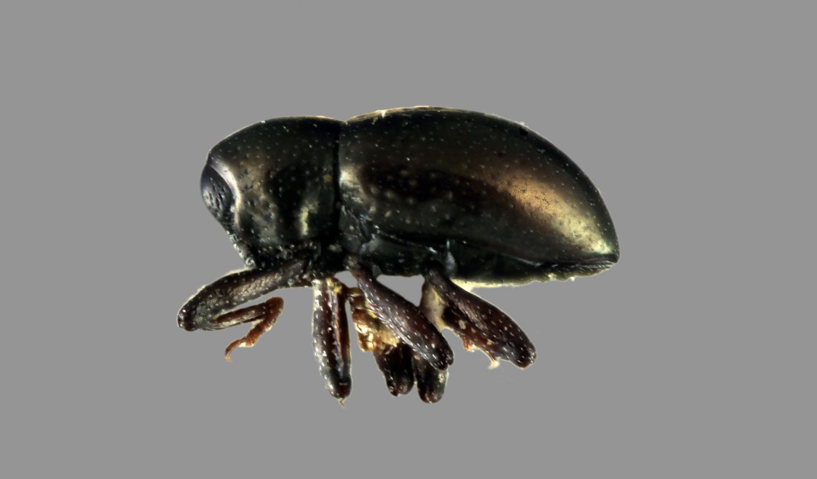 Tyloderma lecontei image