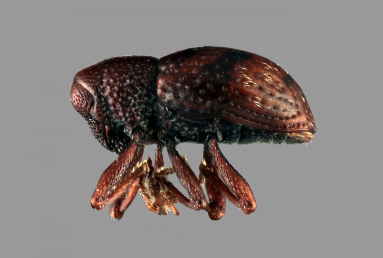 Tyloderma laporteae image