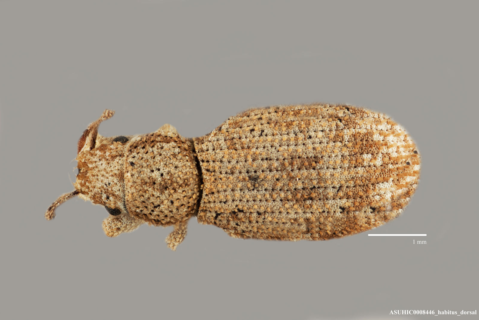 Eucyllus echinus image