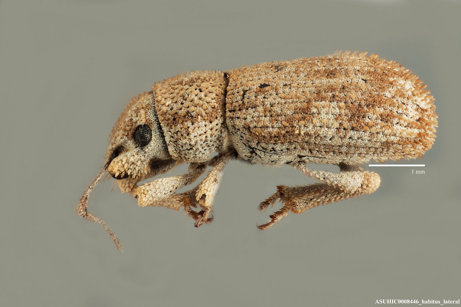 Eucyllus image