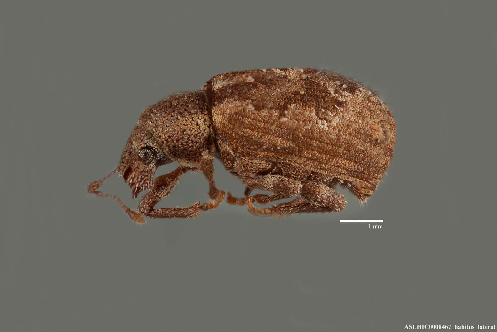 Geodercodes latipennis image