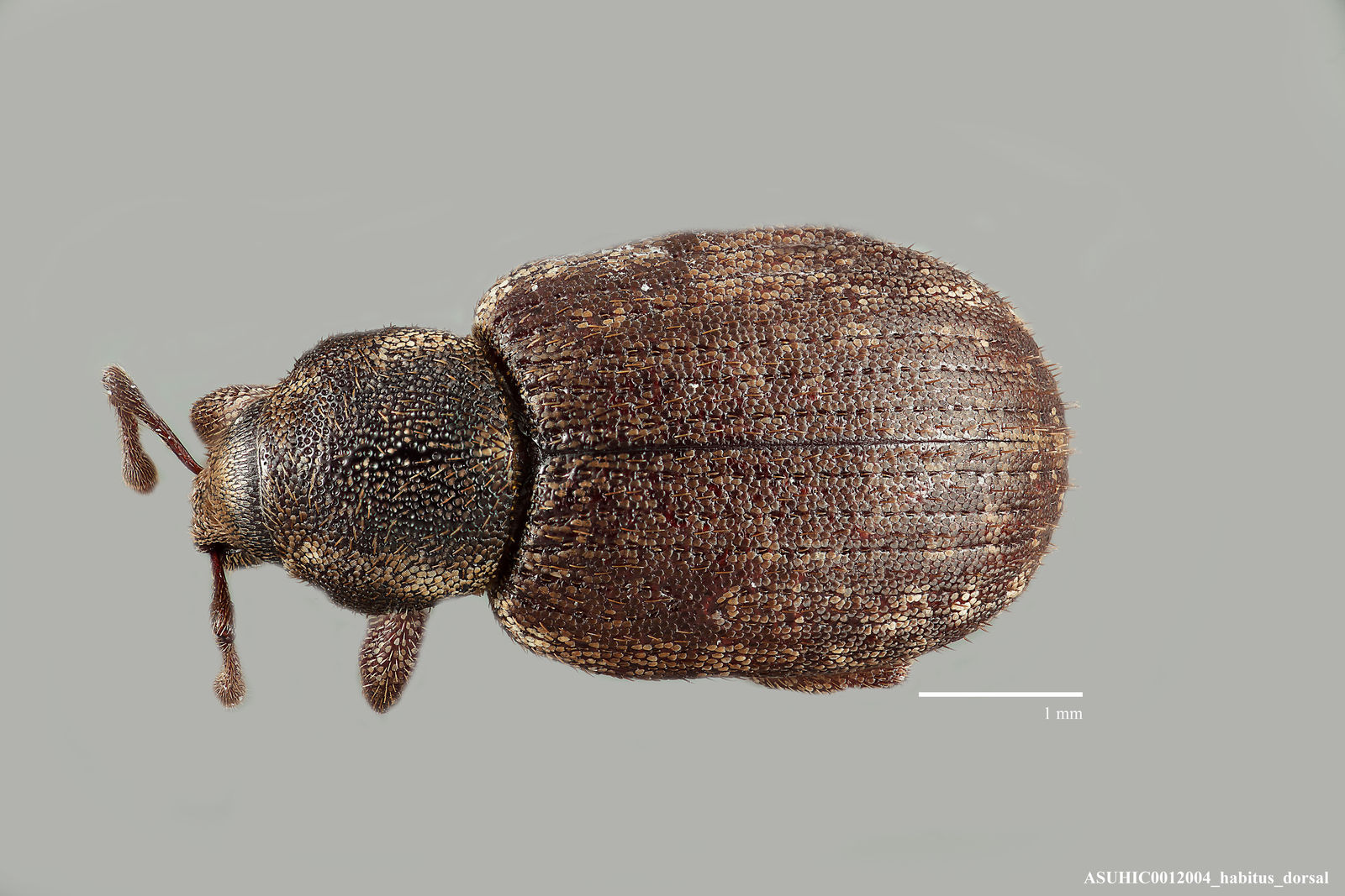 Lepidophorus lineaticollis image