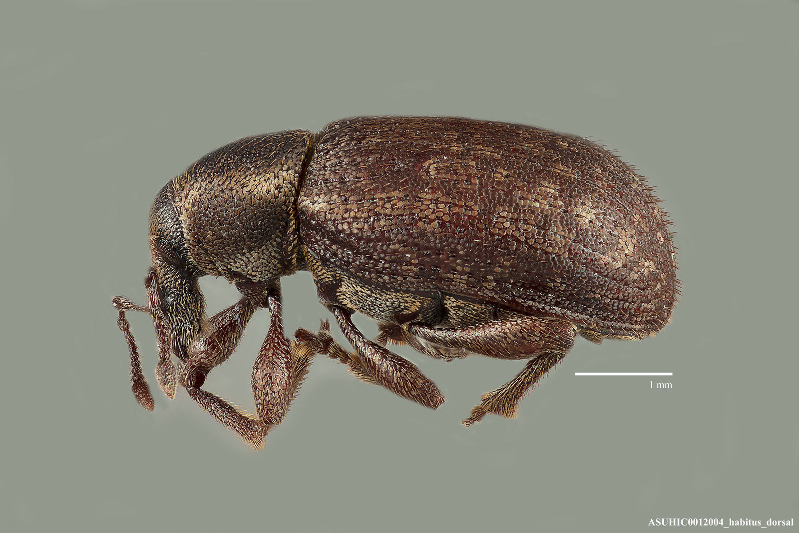 Lepidophorus lineaticollis image