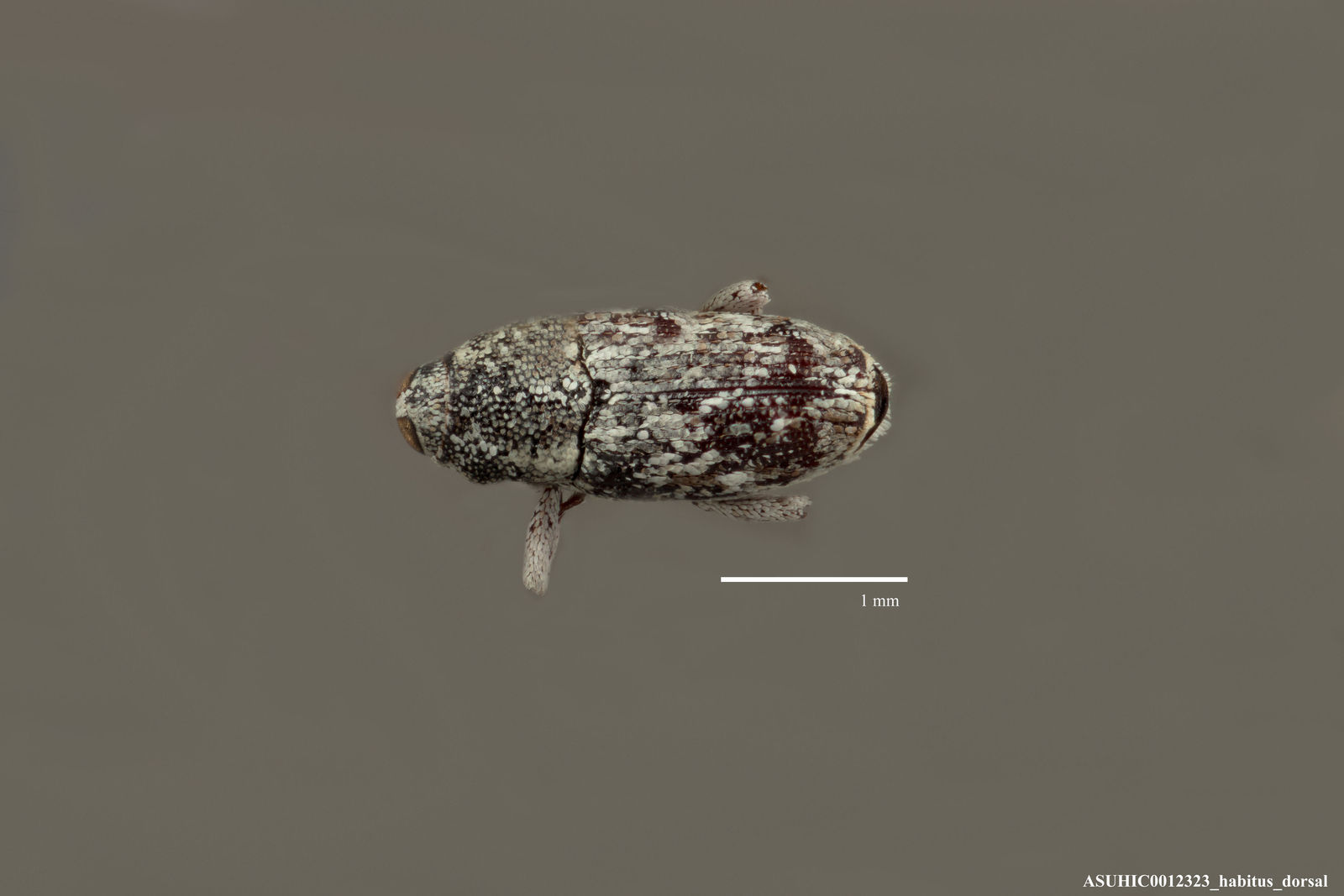 Cylindrocopturus longulus image