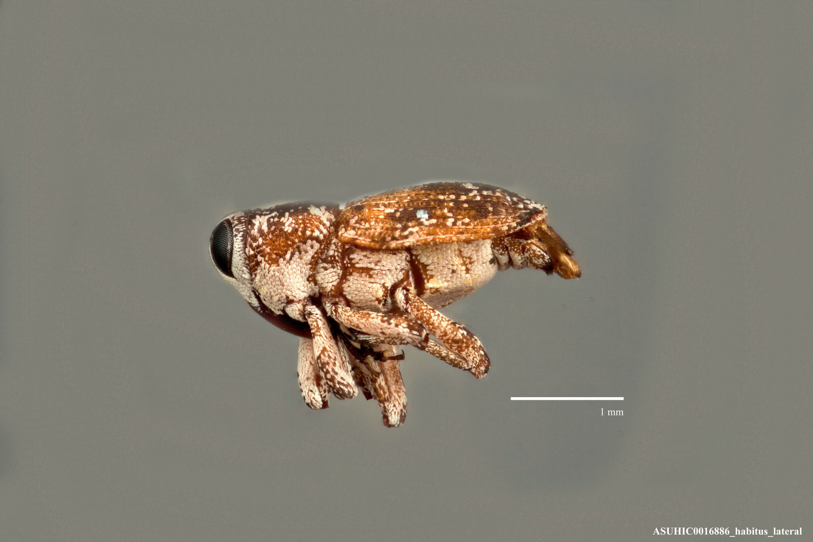 Cylindrocopturus eatoni image