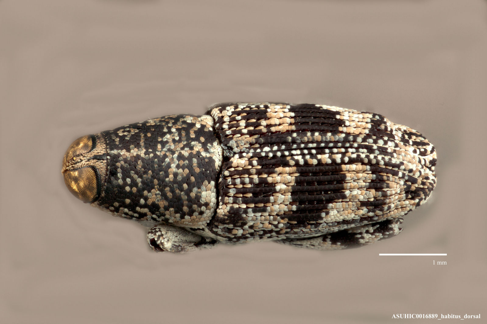 Cylindrocopturus elongatus image