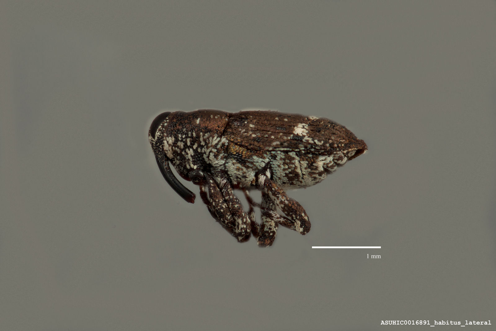Cylindrocopturus furnissi image