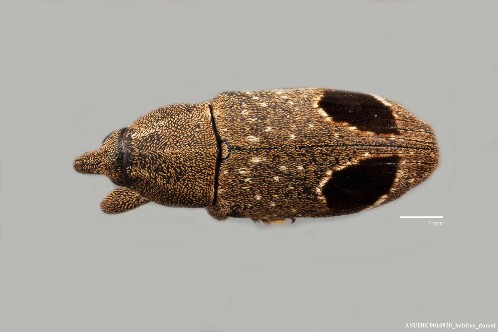 Embates caecus image
