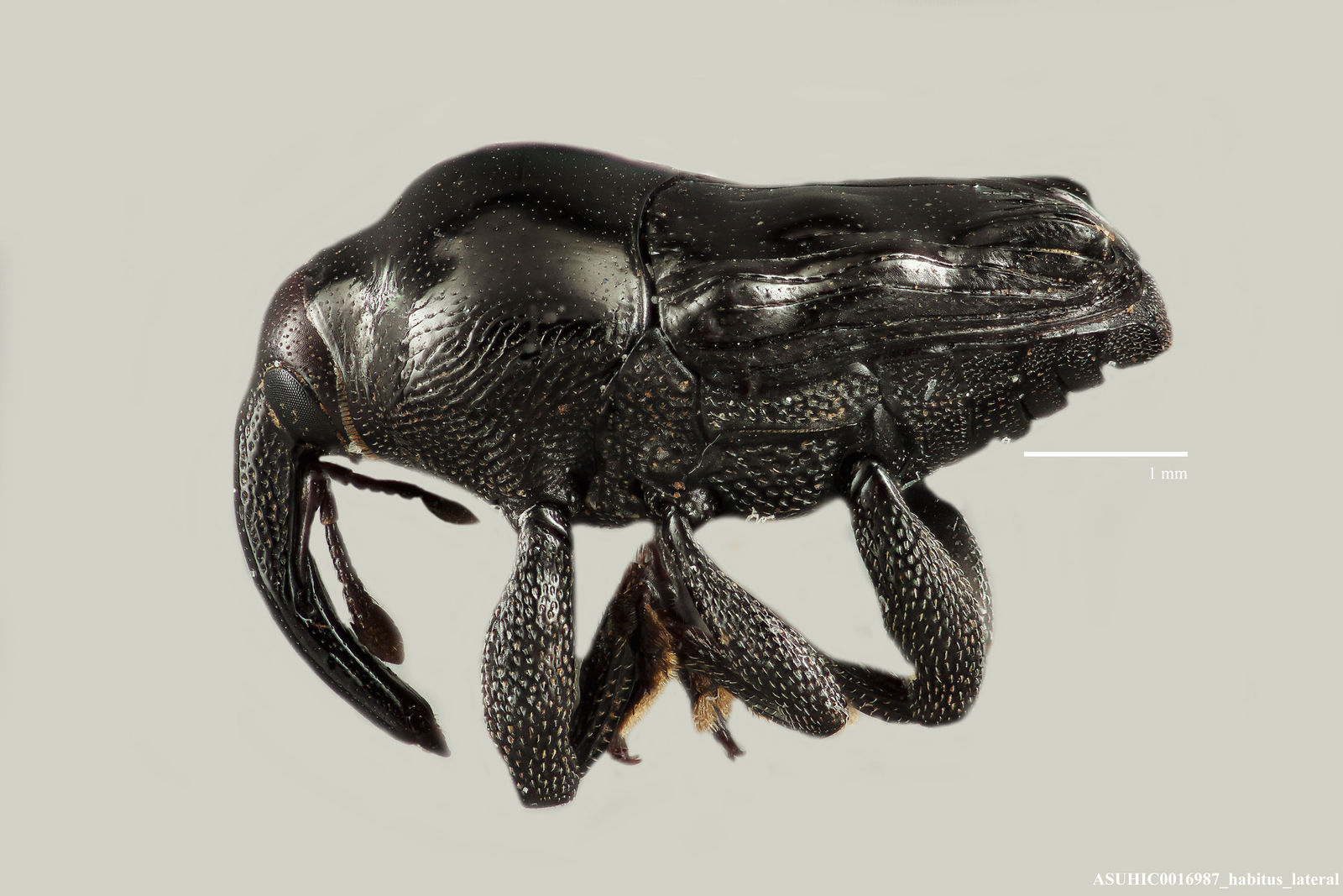 Madarellus inaequalis image