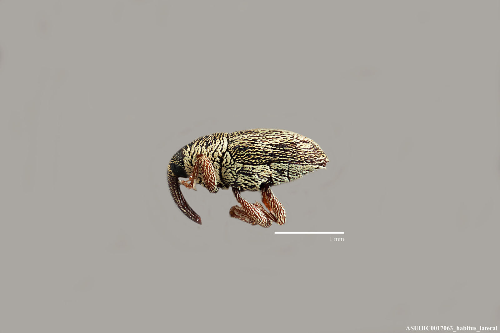 Geraeus farinosus image