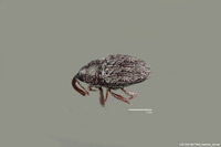 Geraeus puerulus image