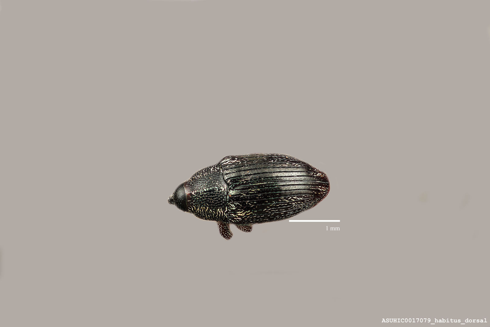 Haplostethops caviventris image