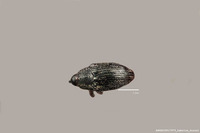 Image of Haplostethops caviventris