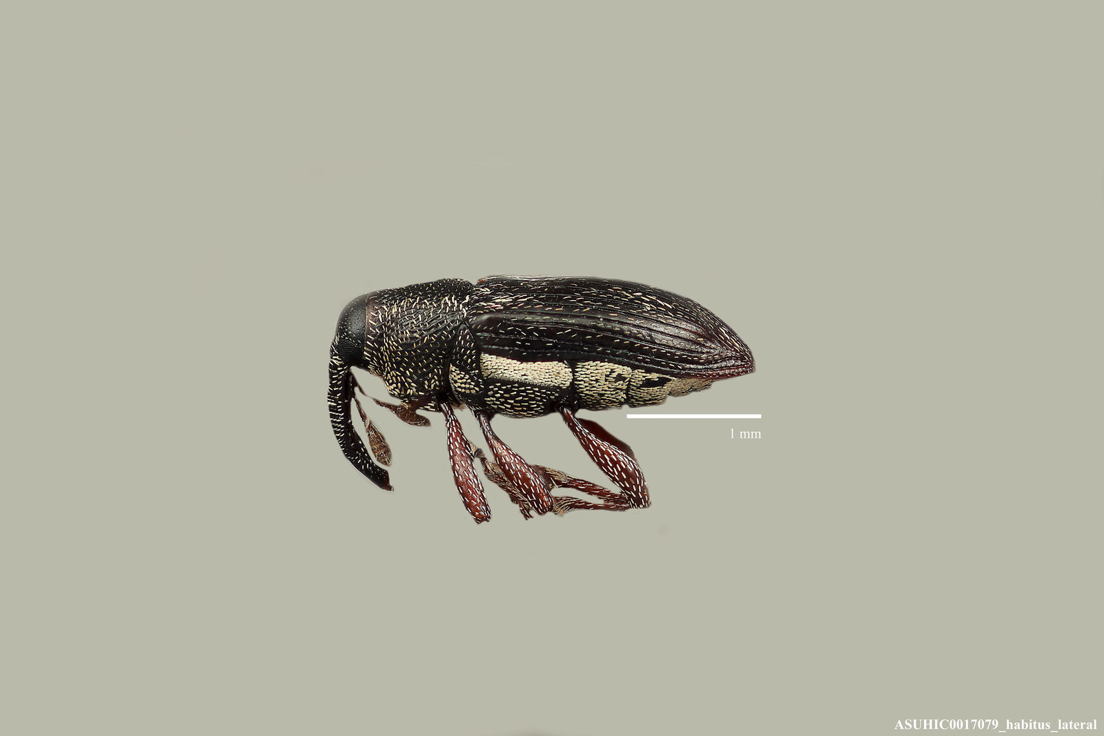 Haplostethops caviventris image