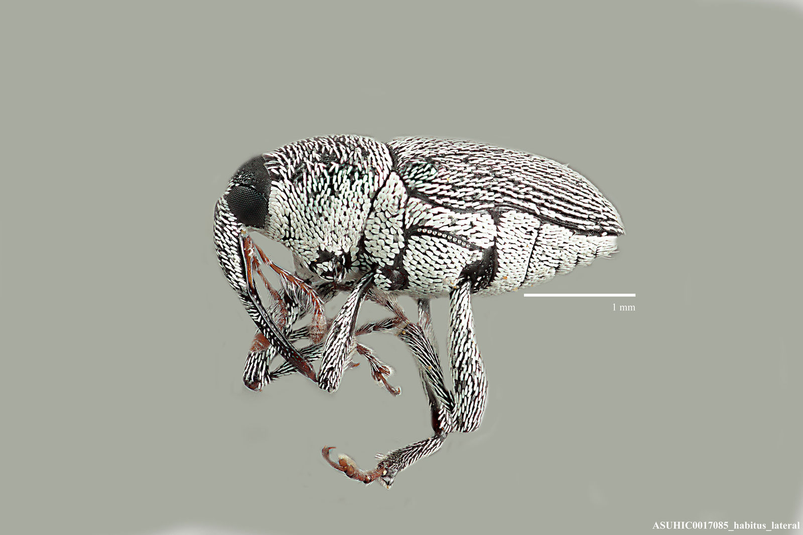 Geraeus incolatus image