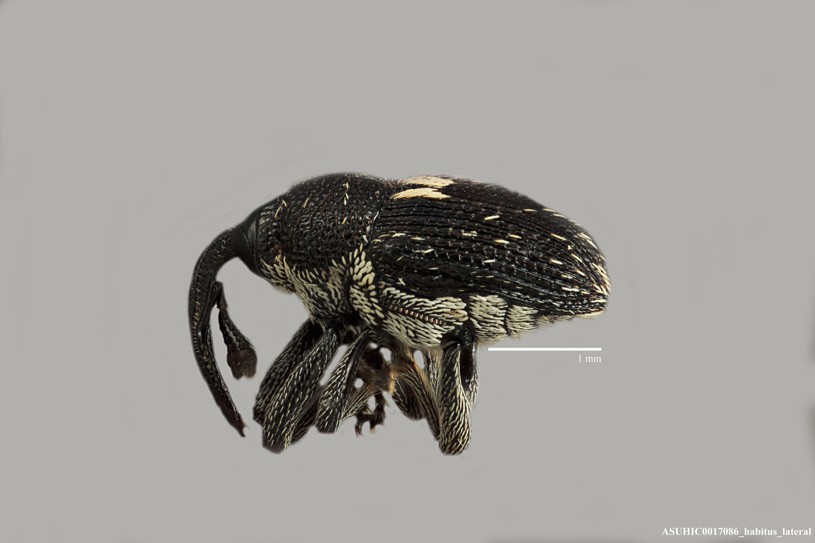 Geraeus basinotatus image