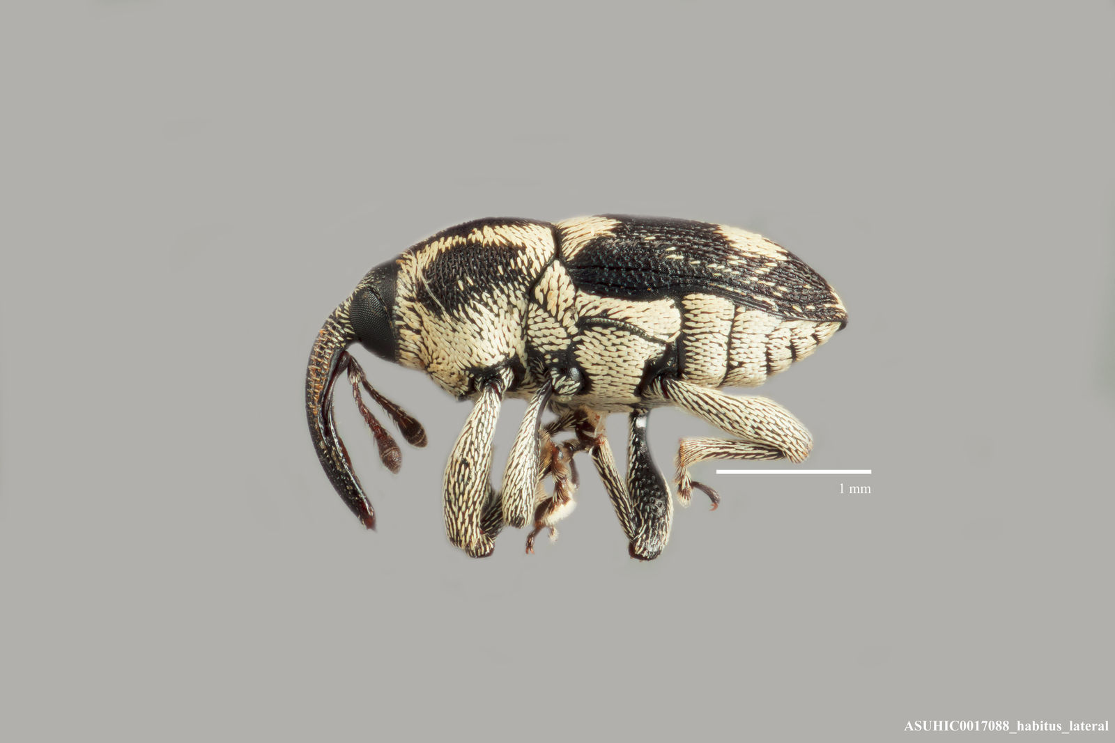 Geraeus bicruciatus image