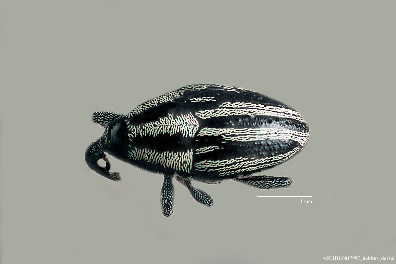 Geraeus lineellus image