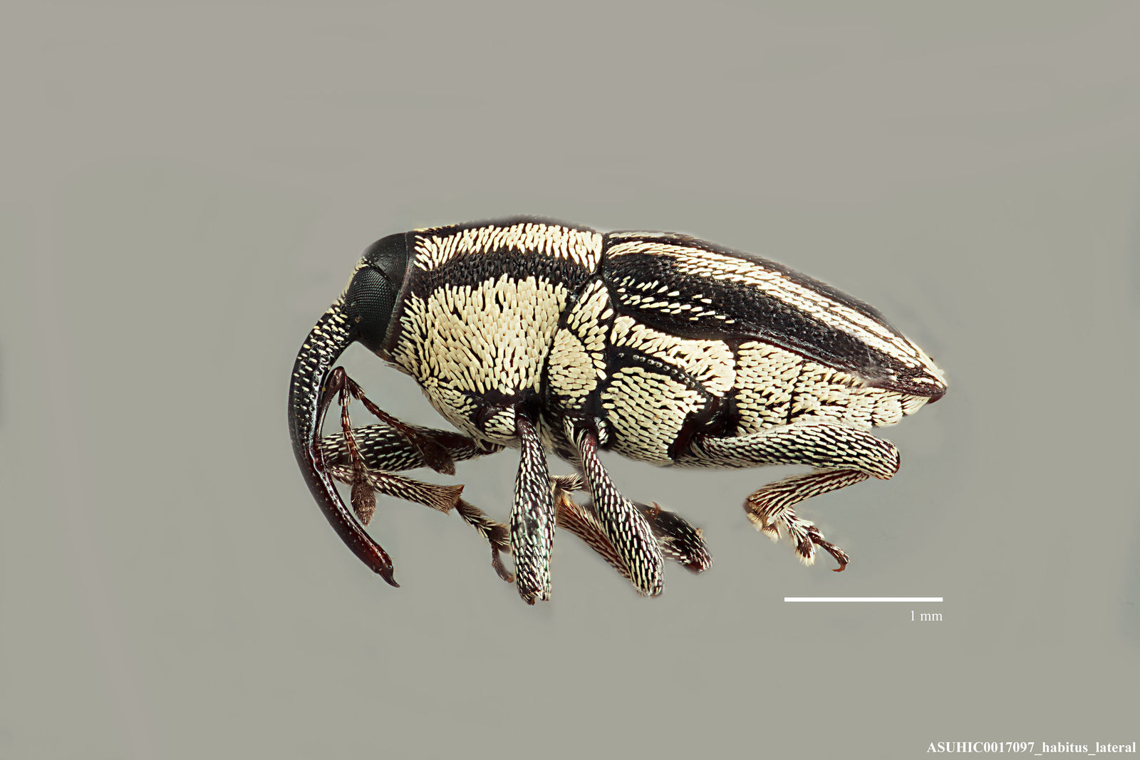 Geraeus lineellus image