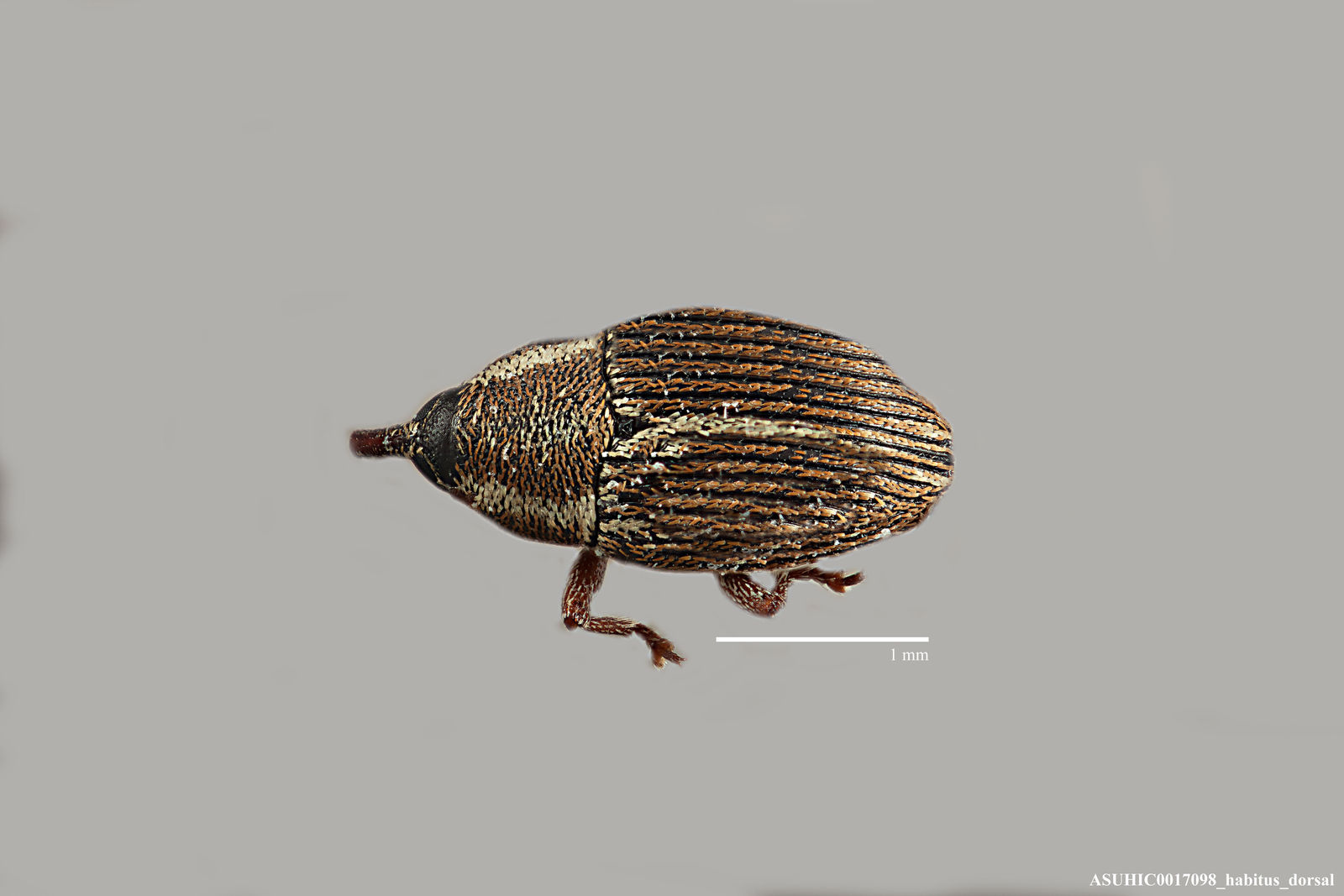 Geraeus ciliatipes image