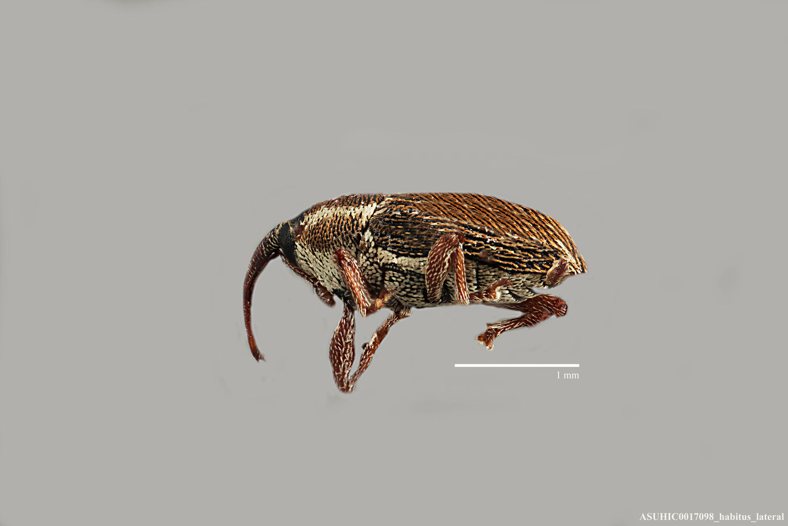 Geraeus ciliatipes image