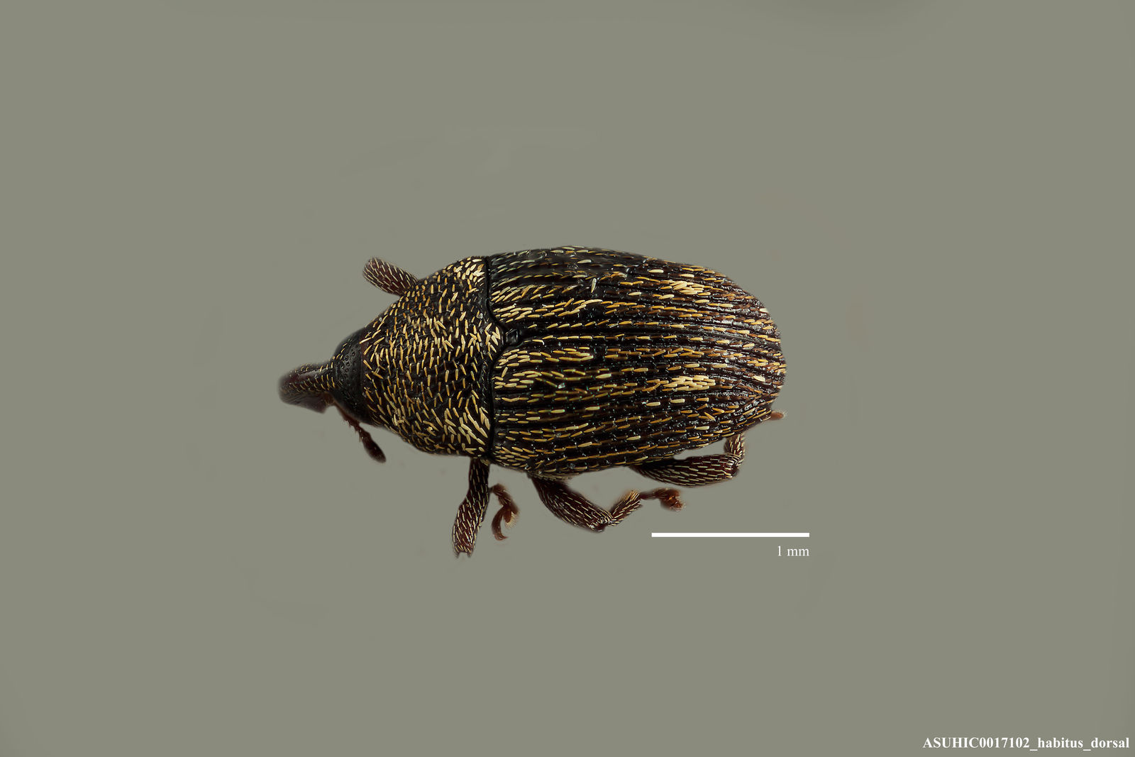 Geraeus metoecus image