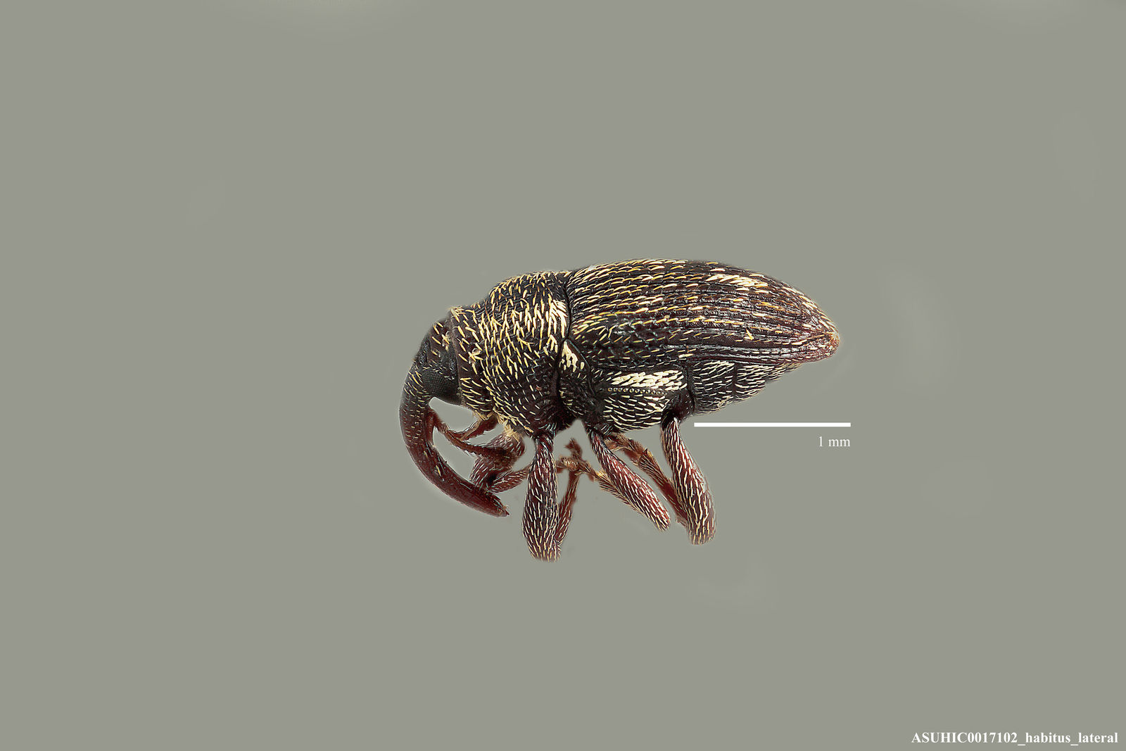 Geraeus metoecus image