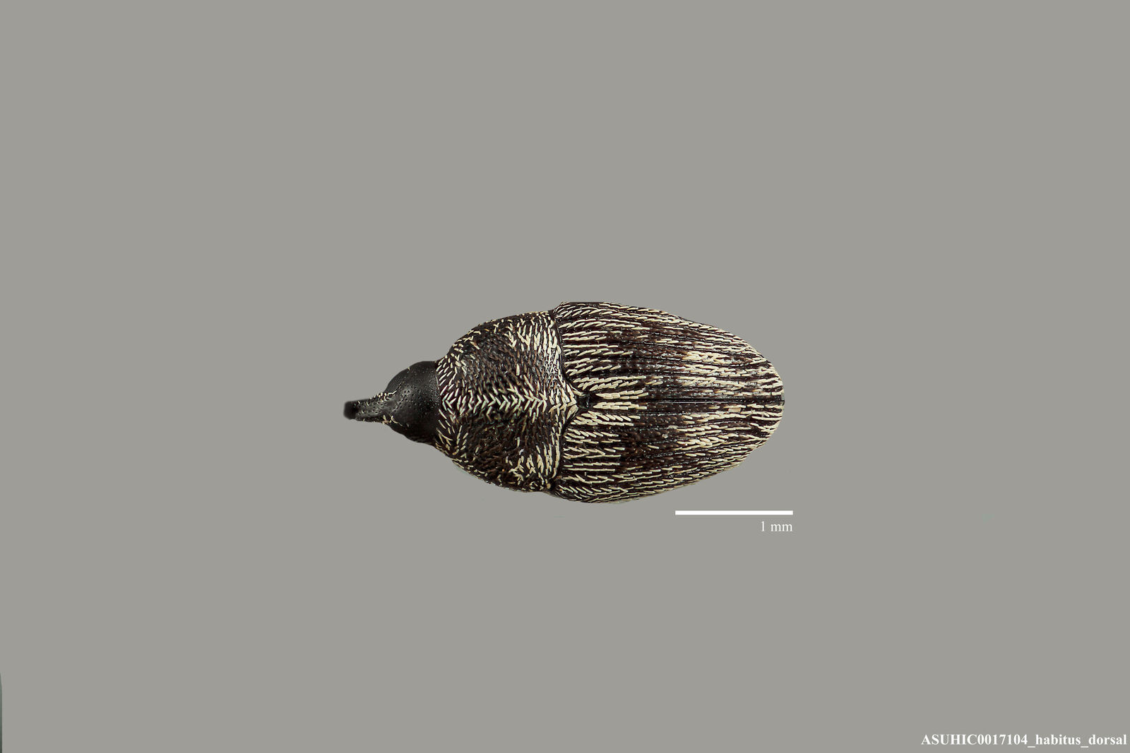 Geraeus submaculatus image