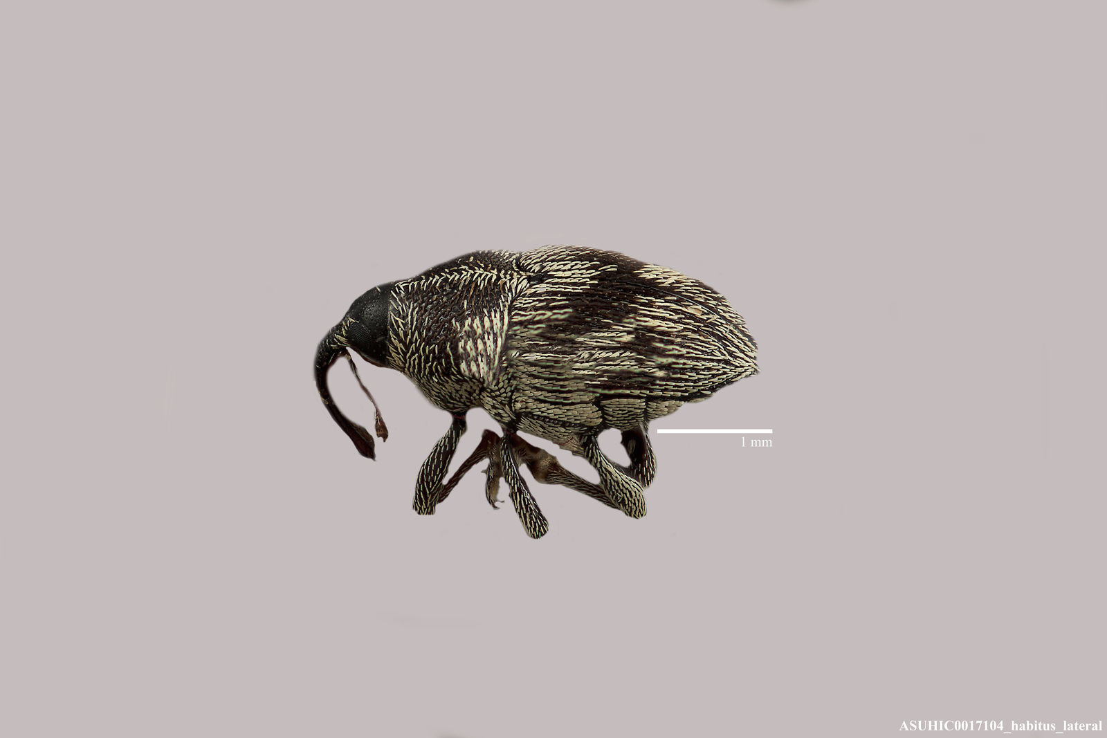 Geraeus submaculatus image