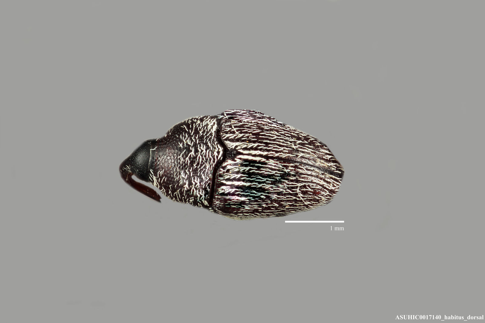 Linogeraeus capillatus image