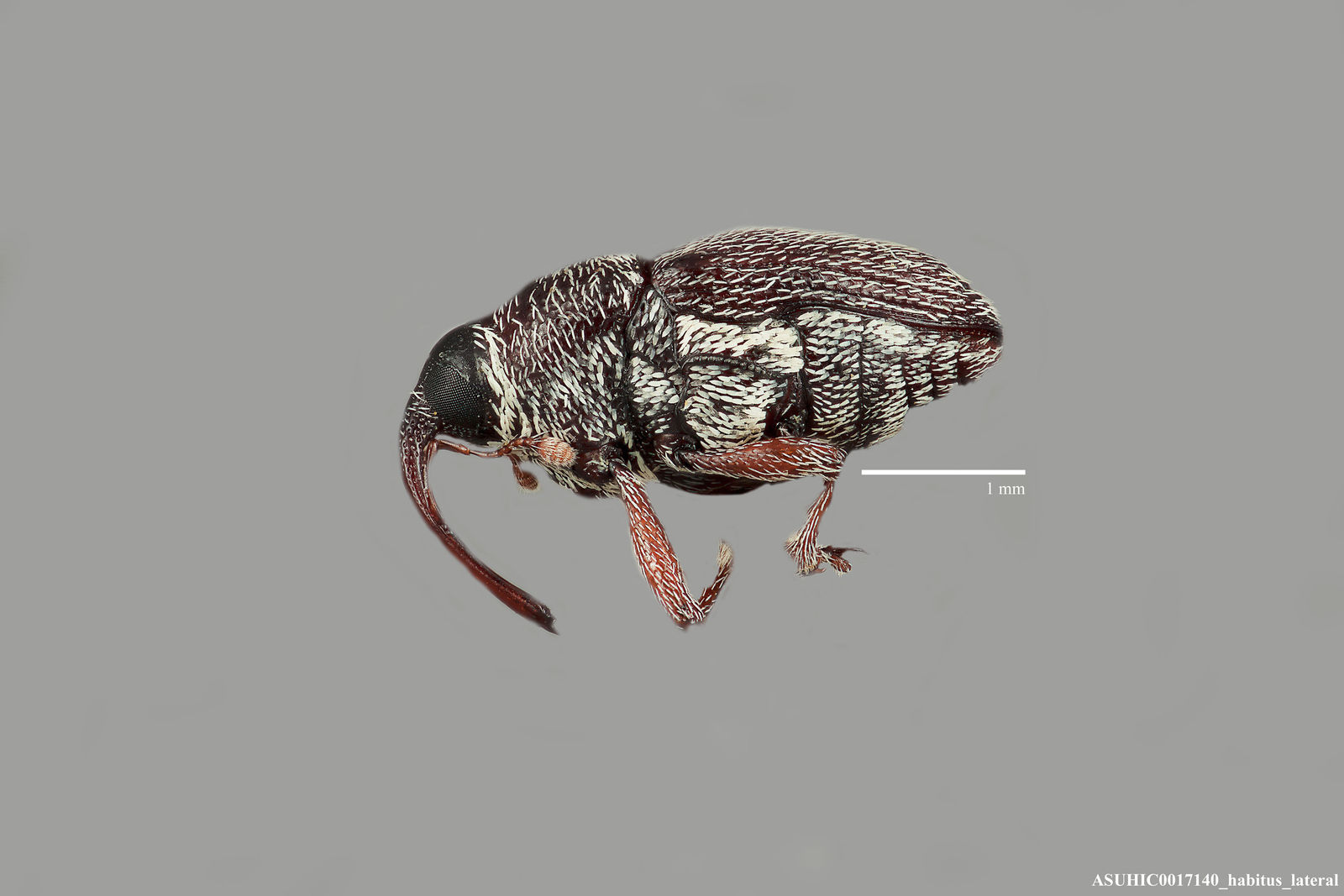 Linogeraeus capillatus image