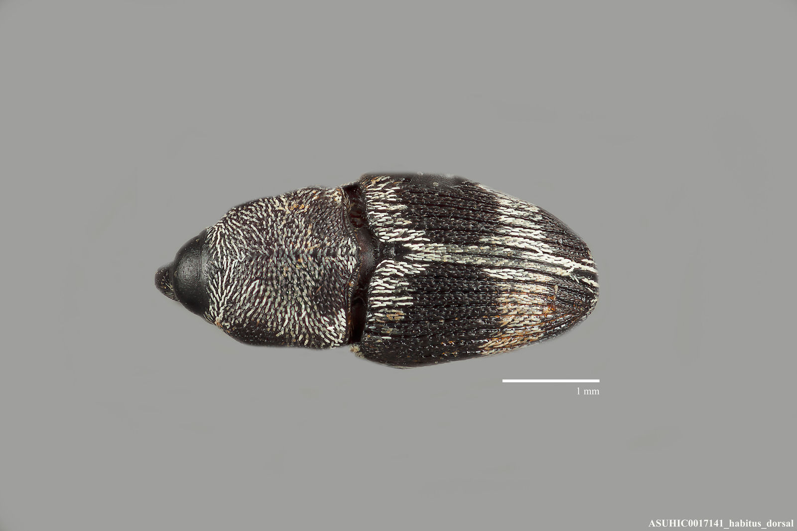 Linogeraeus crucifer image