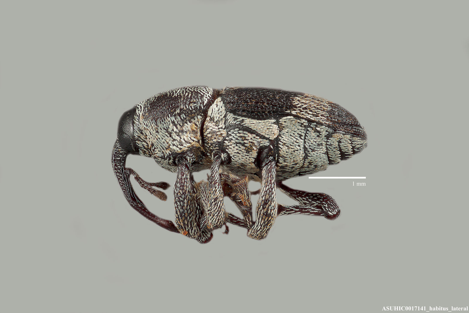 Linogeraeus crucifer image