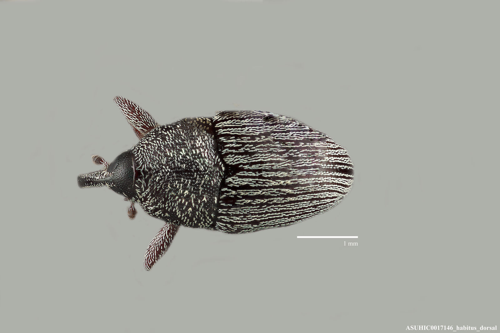 Linogeraeus finitimus image