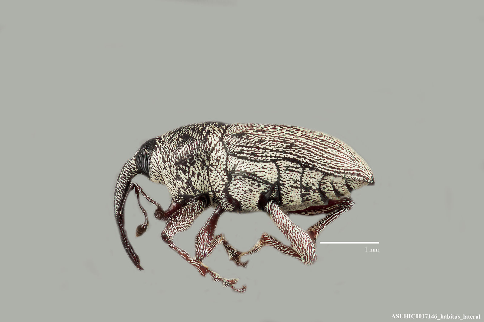 Linogeraeus finitimus image